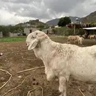 فحل درماني صنف