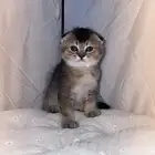 قطط كيتن سكوتش دبل فولد