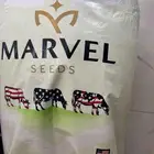 بذور برسيم امريكي نوعية ممتازة