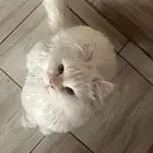 قطط للبيع بسعر خيالي