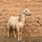 للبيع طلي حري مغلق