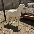 ذببيحه شرط نظافه من الابر