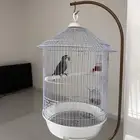 طير روز للبيع