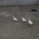 بط بكيني