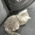 قط للبيع 500 ريال العمر شهر ونصف