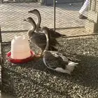 وز عراقي للبيع اصلي 1 ذكر وانثنين 2