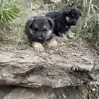 زوج جيرمن جرو