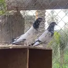 حمام باكستاني