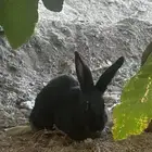 أرانب ددفع للبيع