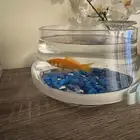 سمكة قولد(Goldfish)