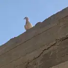 جوز للبيع معه 3 صيصان