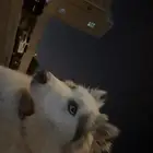 كلب هاسكي عمره 4 شهور معه جوازه