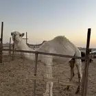 للبيع قعود كفو باتلي