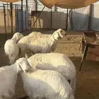 طليان سواكن وحريه ذبائح طيبه ونظيفه