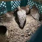 قطاء وسمان للبيع