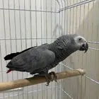 بغبغاء كاسكو