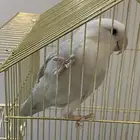 طير روز عمره 9 شهور