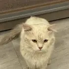قطوة