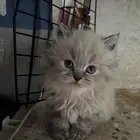 قطط رادقول وهملايا ( العمر شهر و 3 اسابيع )