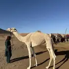 قعود حق للبيع