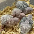 كنيورات اناناس تقبل الغر بسهوله