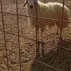 فحل حري مشروط