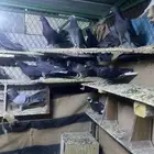 حمام قطايف للبيع جمله عدد الاجواز 70 تزود وتنقص وصنادق