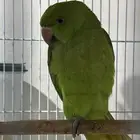 ببغاء الدر الخضراء
