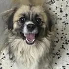 كلب خميس مشيط أليف