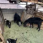 معزا للبيع شرط نظيفه وخاليه من الامراض و العذاريب بذن الله