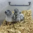 فروخ كنيور وكروان تقبل الغر بسهوله وحجم يملي العين