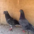 جوز قلابي قطيفي