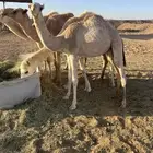 قعود هجن
