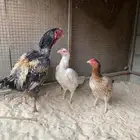 للبيع ديك ودجاجتين هندي