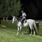 حصان شعبي العمر 8 هادي مع الاطفال وحار مع الخيال تواصل واتس