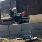 دجاج مرهما خالي من الامراض وا الفيروسات