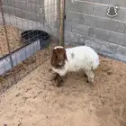 رخل نعيمي طيبه