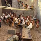 ديكة بلدي للبيع