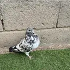 نفاخ اسباني زوج وذكرين وواحد غير معروف