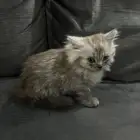 قط ذكر للبيع