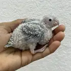 فروخ كنيور اناناس تقبل الغر بسهوله وحجم