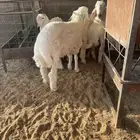 تم البيع الحمدلله