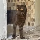 للبيع ذكر سكوتش شوكلت