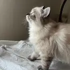 قط شيرازي ابيض