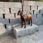 تيس للبيع ادهم