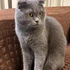 قطط للتبني