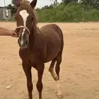 مهر للبيع العمر 8 اشهر   من أب عربي