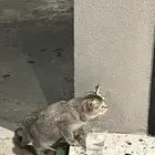 عند كوفي راو