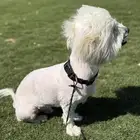 كلب اليف ولعوب للبيع