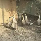 للبيع 7 وز عراقي